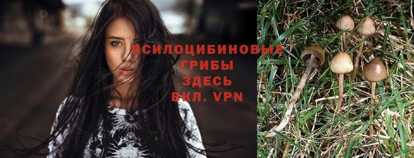 дмт Богданович